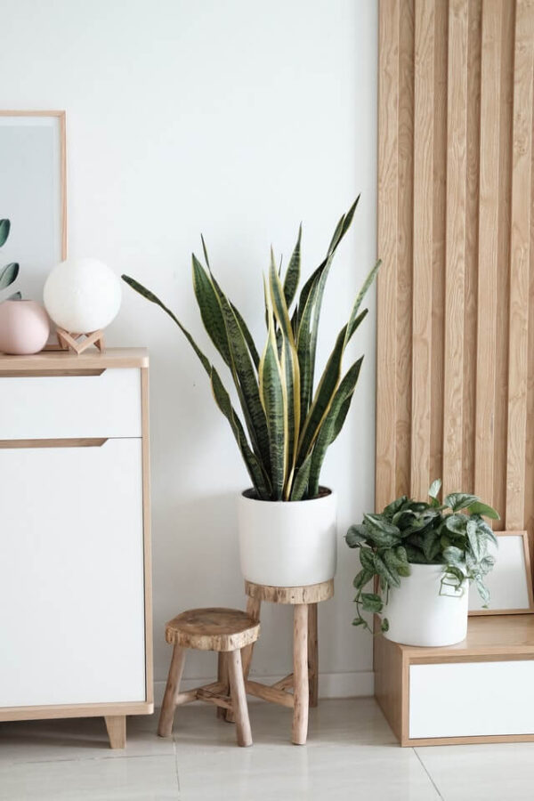 Sansevieria Golden Flame - Image 2